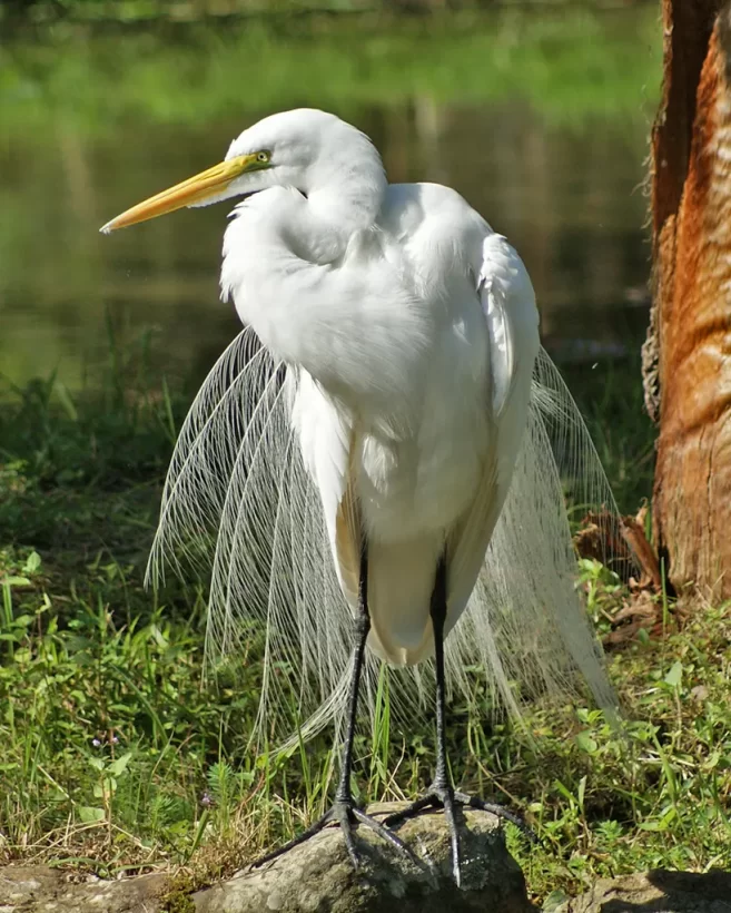 Garça-branca-grande