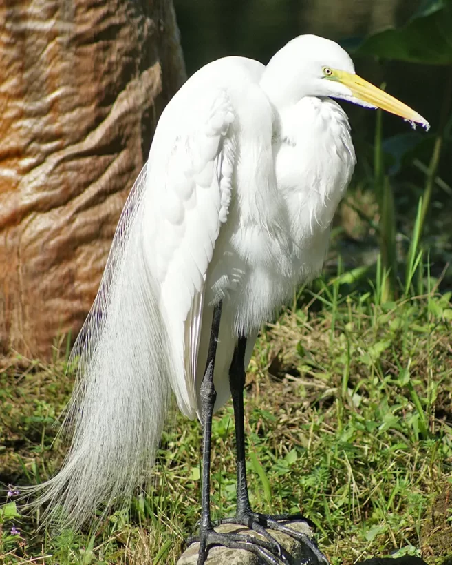 Garça-branca-grande