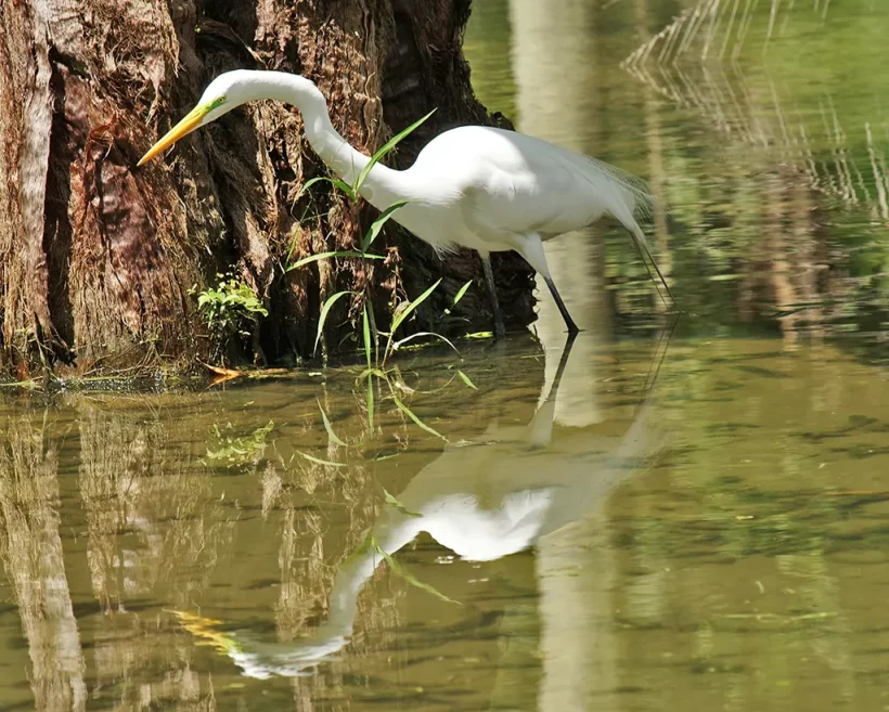 Garça-branca-grande