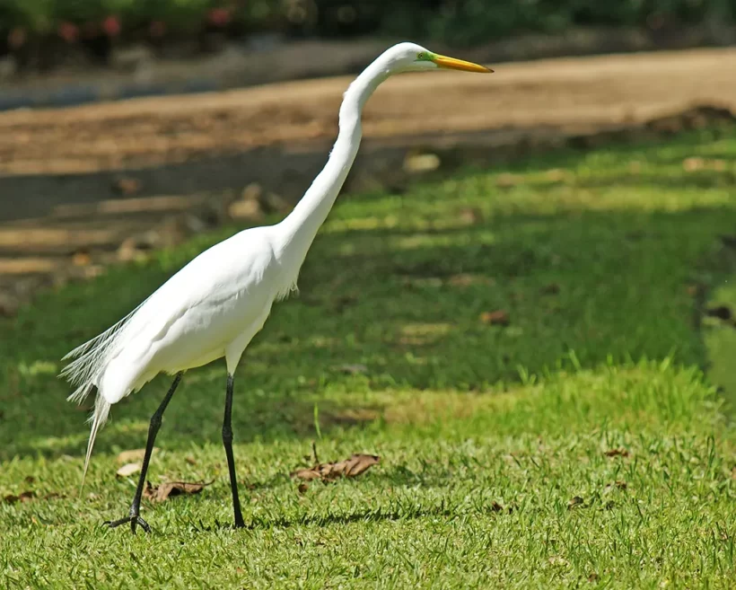 Garça-branca-grande