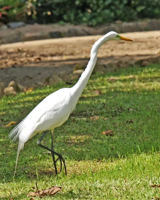 Garça-branca-grande