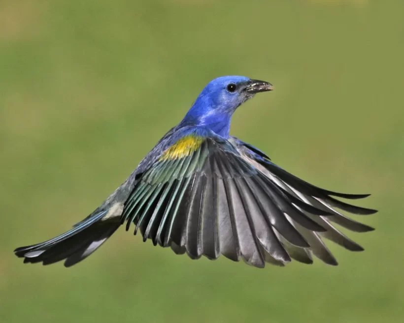 Sanhaço-de-encontro-amarelo