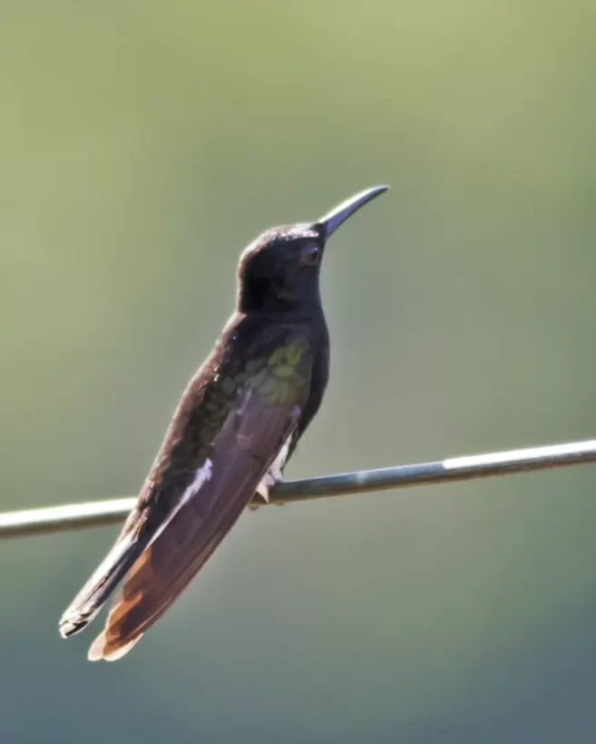 IMG 0029 Beija-flor-tesoura, Eupetomena macroura