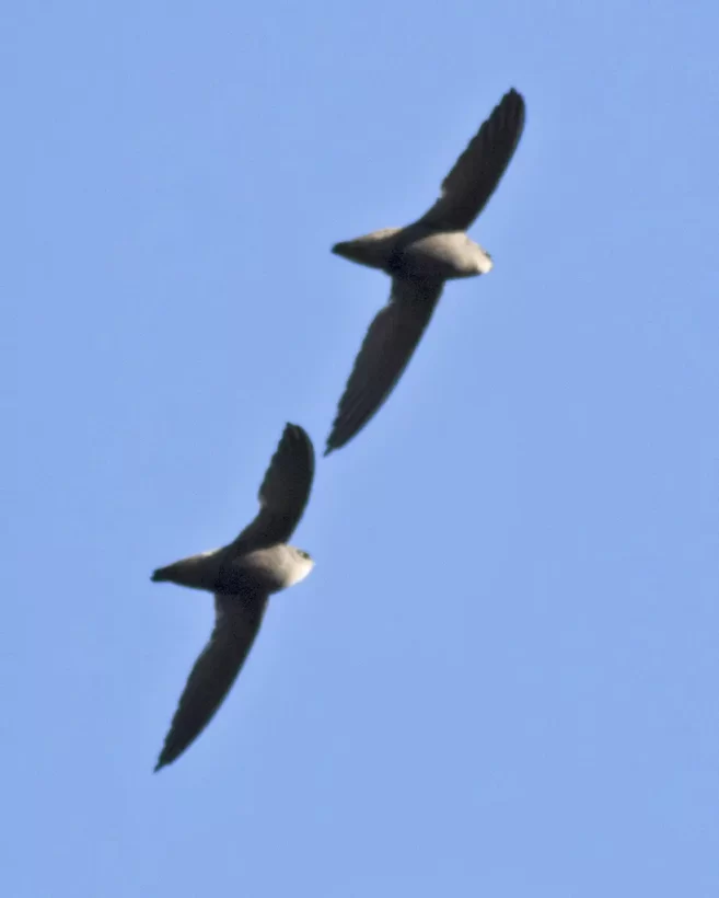 Andorinhão-do-temporal