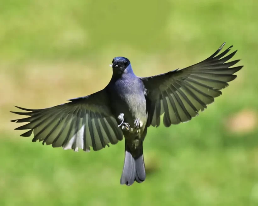 Sanhaço-de-encontro-amarelo