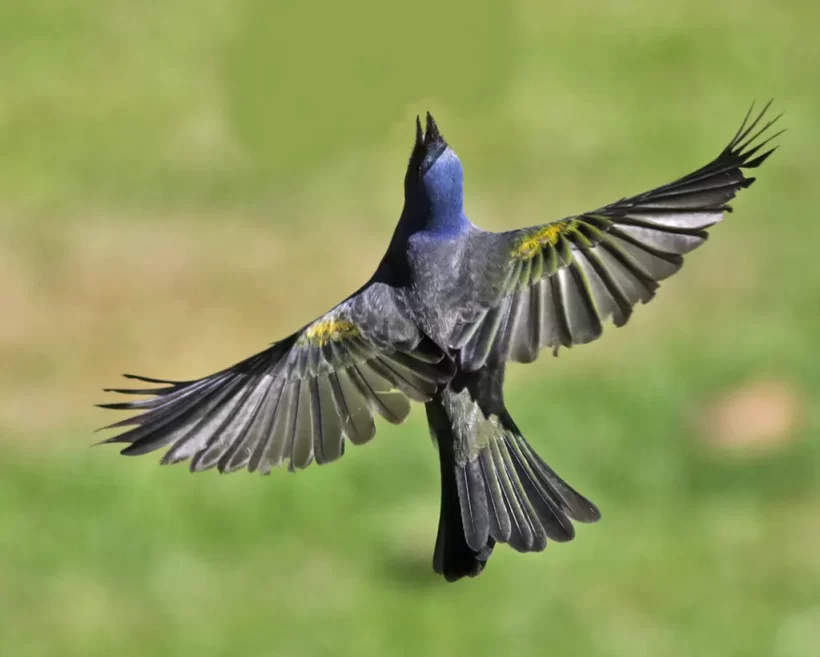 Sanhaço-de-encontro-amarelo