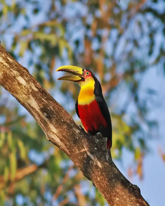 Tucano-de-bico-verde