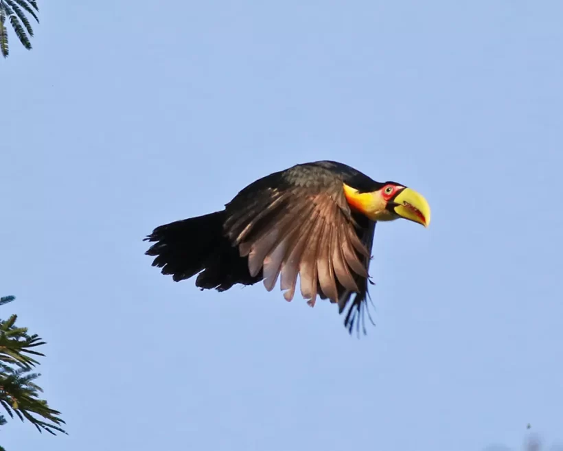 Tucano-de-bico-verde