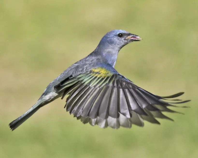 Sanhaço-de-encontro-amarelo