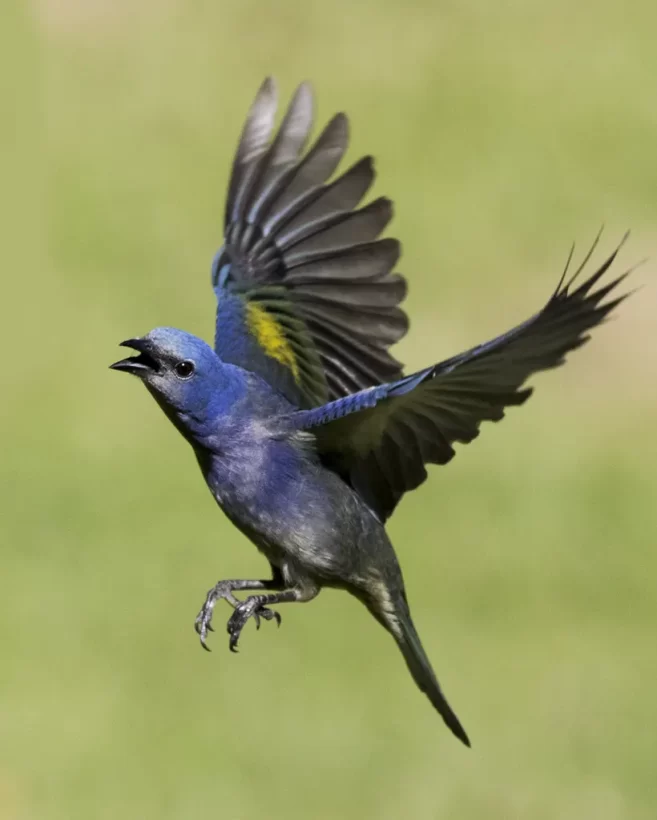 Sanhaço-de-encontro-amarelo