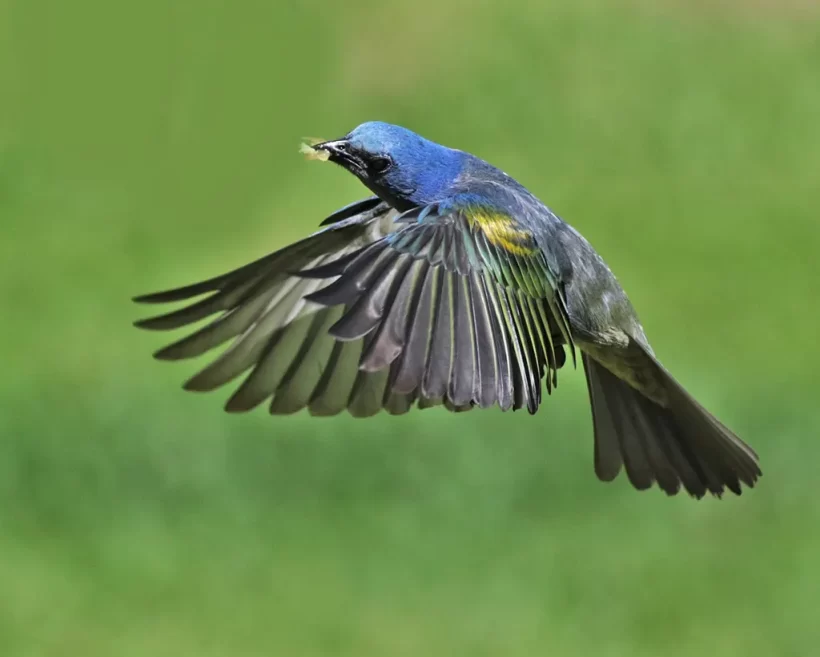 Sanhaço-de-encontro-amarelo