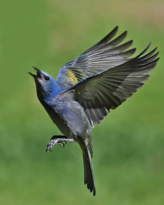 Sanhaço-de-encontro-amarelo