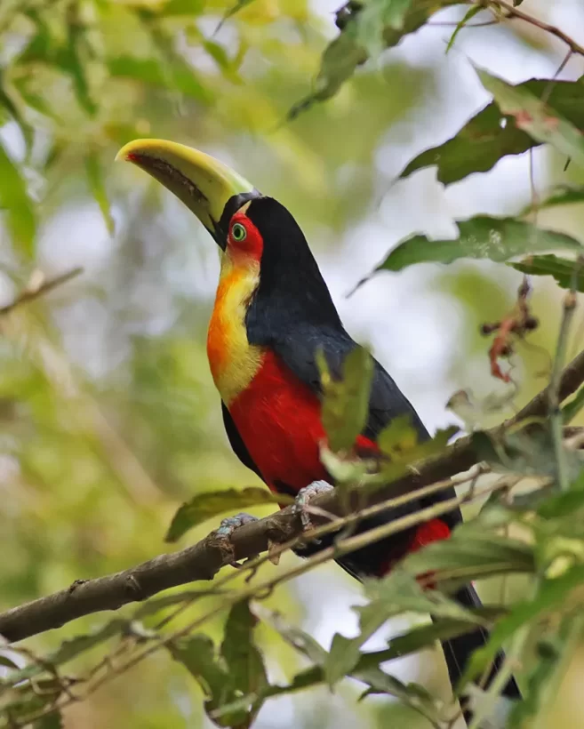 Tucano-de-bico-verde