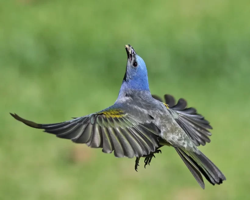 Sanhaço-de-encontro-amarelo