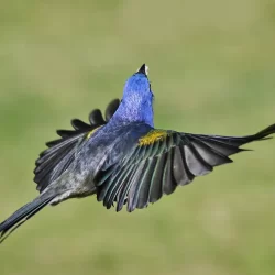 Sanhaço-de-encontro-amarelo