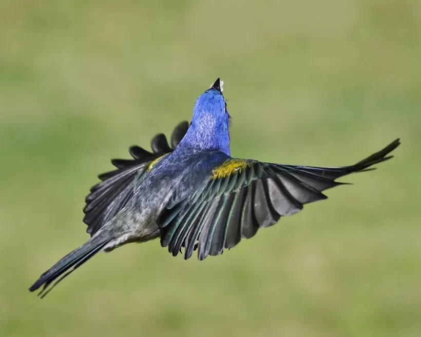 Sanhaço-de-encontro-amarelo
