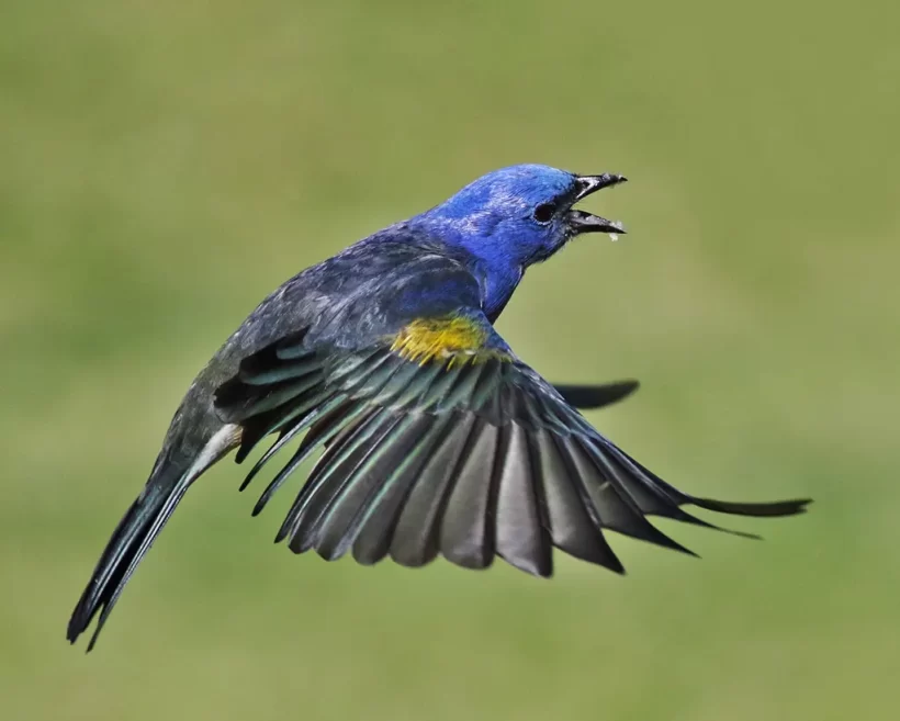 Sanhaço-de-encontro-amarelo