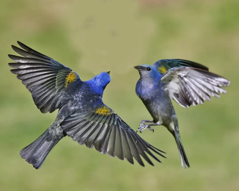 Sanhaço-de-encontro-amarelo
