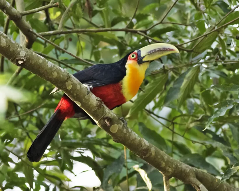 Tucano-de-bico-verde