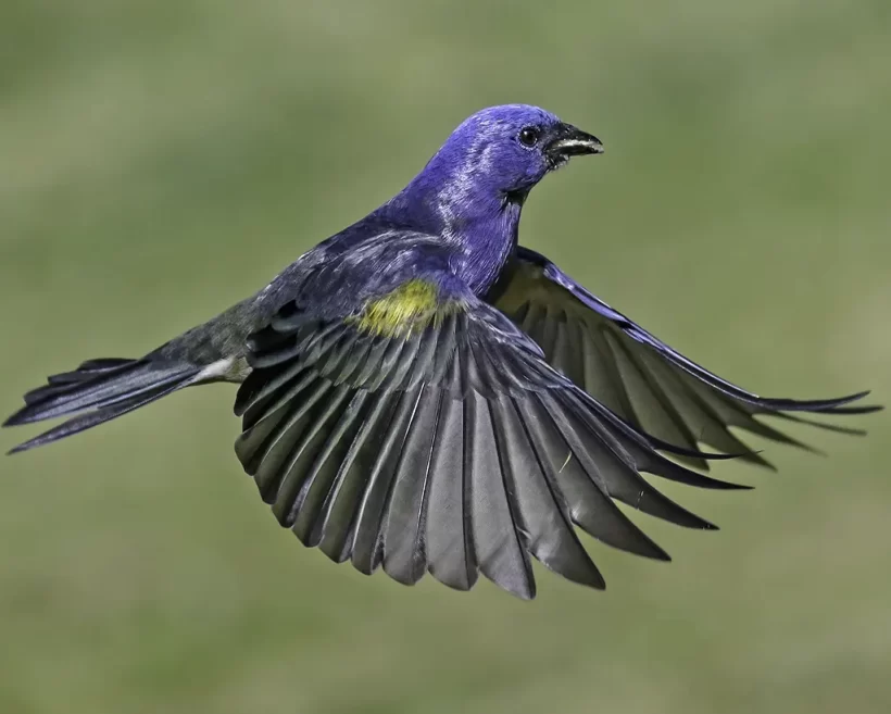 Sanhaço-de-encontro-amarelo