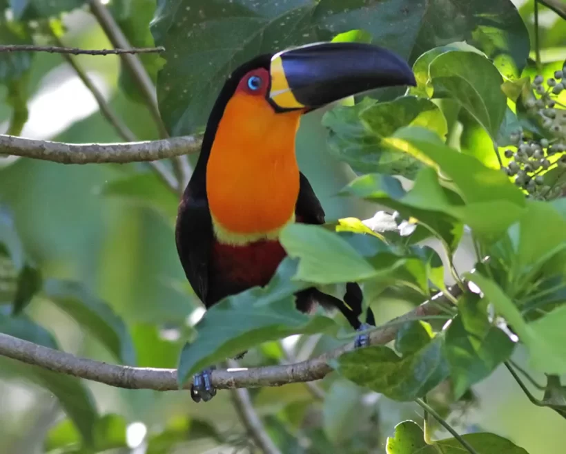 Tucano-de-bico-preto