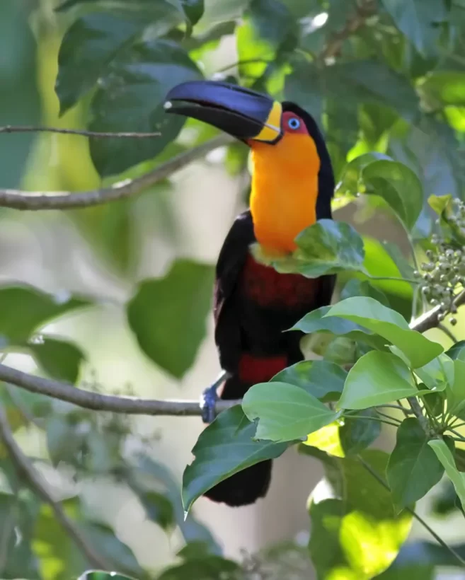 Tucano-de-bico-preto
