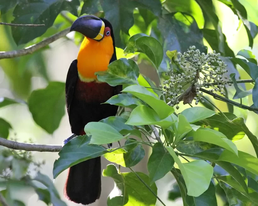 Tucano-de-bico-preto