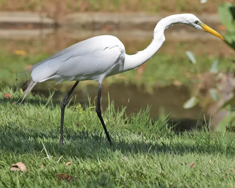 Garça-branca-grande