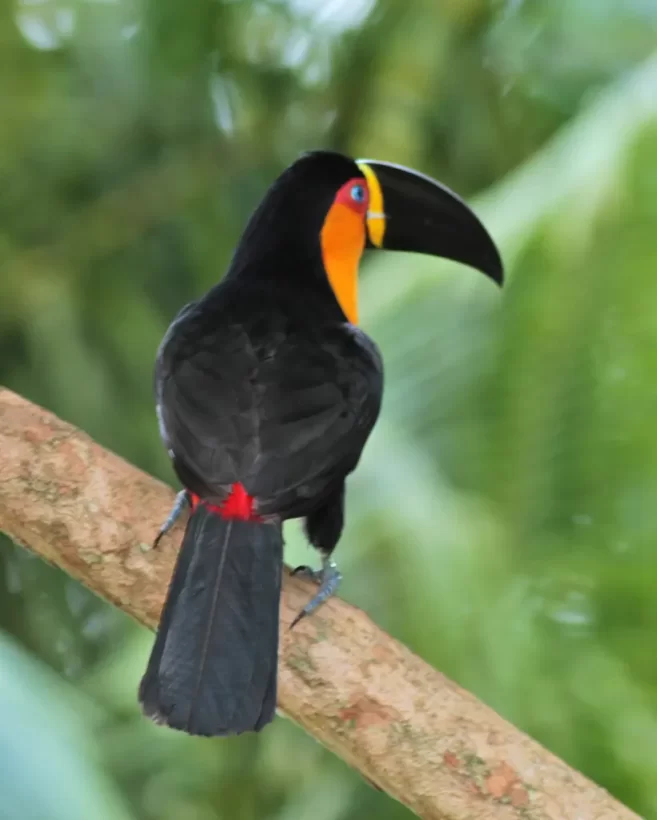 Tucano-de-bico-preto
