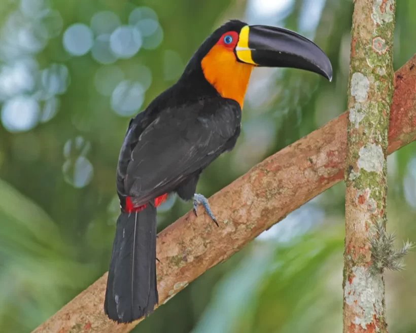 Tucano-de-bico-preto