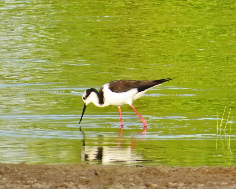Pernilongo-de-costas-brancas