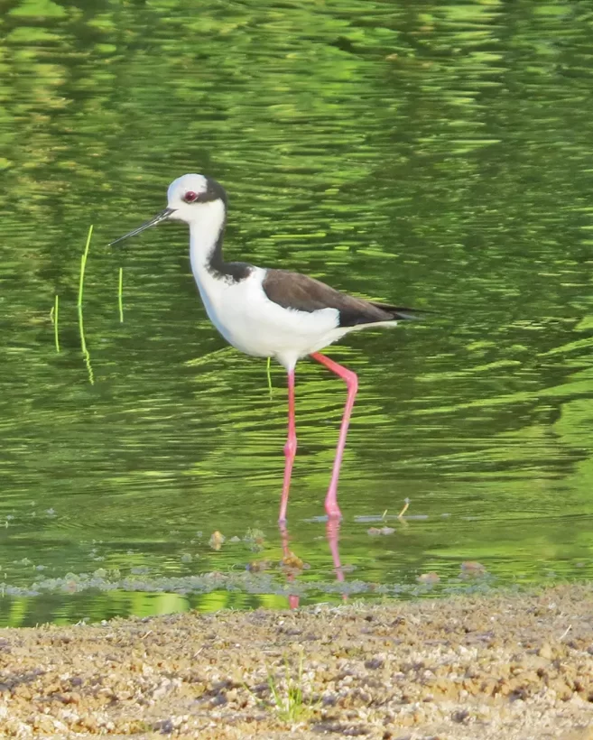 Pernilongo-de-costas-brancas