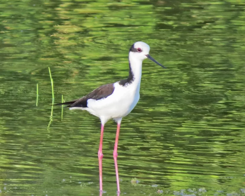 Pernilongo-de-costas-brancas