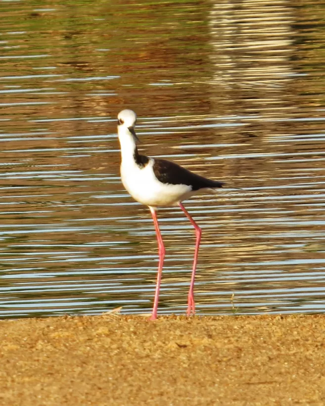 Pernilongo-de-costas-brancas