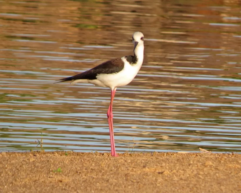 Pernilongo-de-costas-brancas