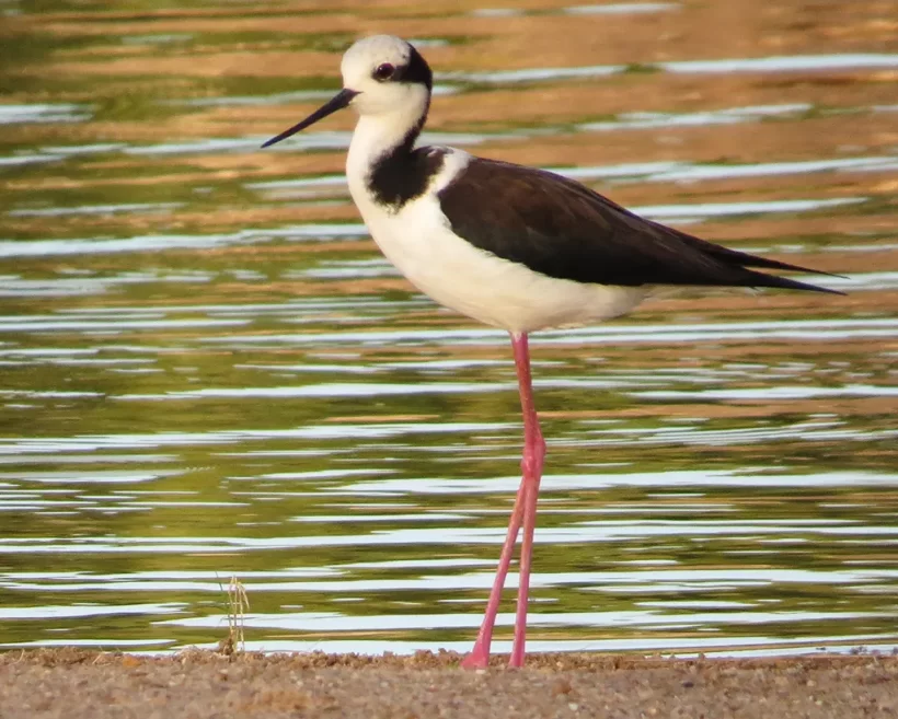 Pernilongo-de-costas-brancas