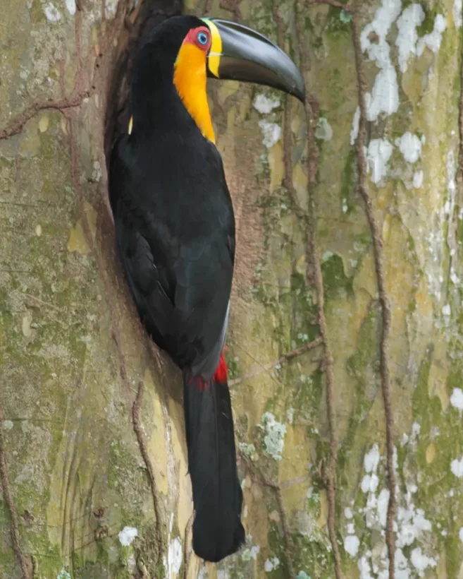 Tucano-de-bico-preto