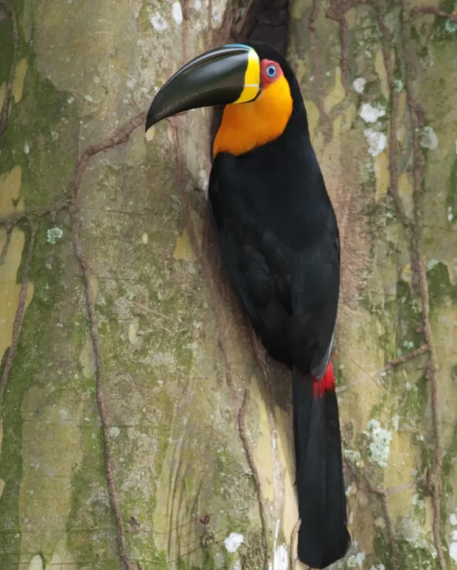 Tucano-de-bico-preto