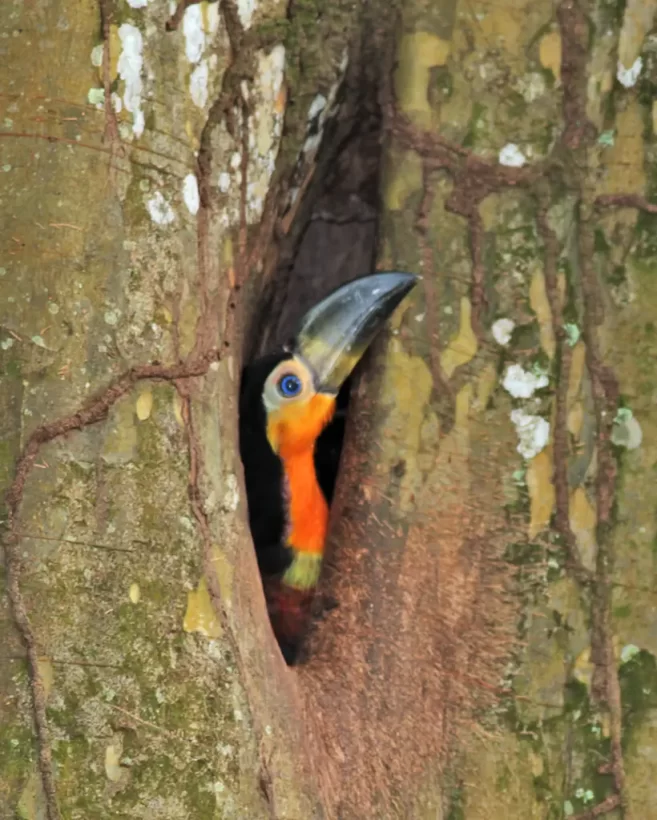 Tucano-de-bico-preto