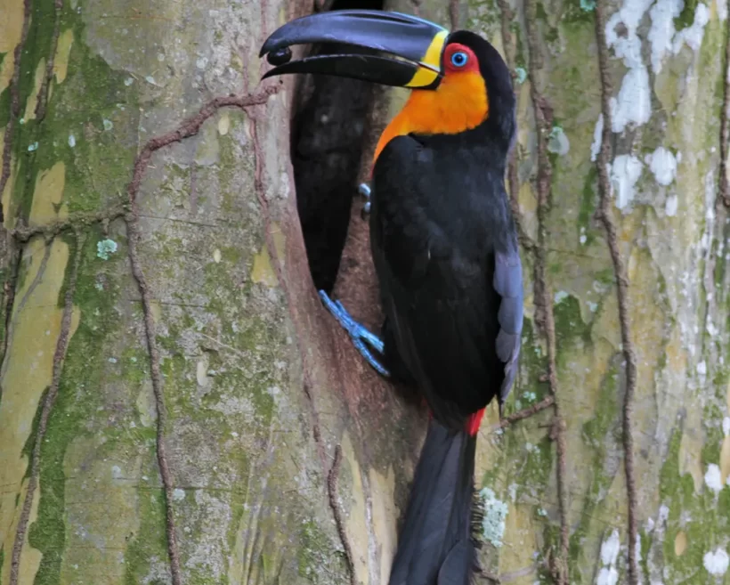 Tucano-de-bico-preto