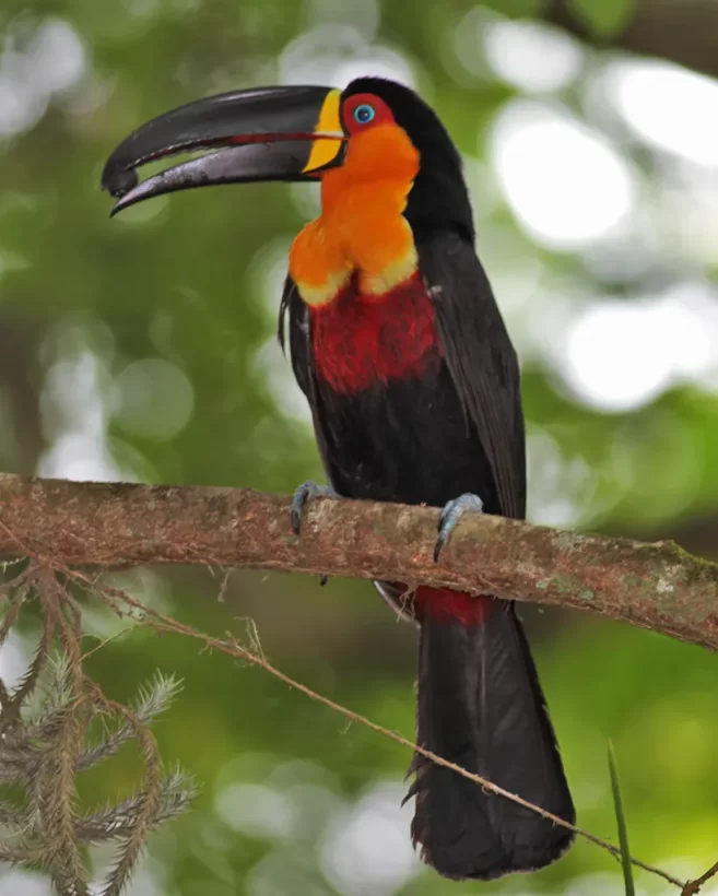 Tucano-de-bico-preto