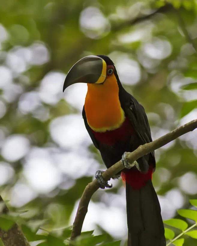 Tucano-de-bico-preto