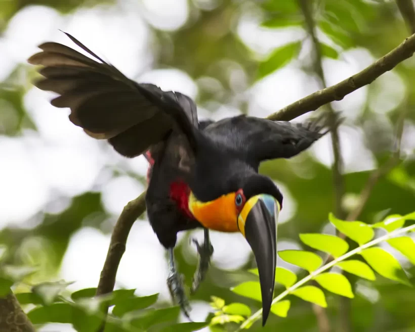 Tucano-de-bico-preto
