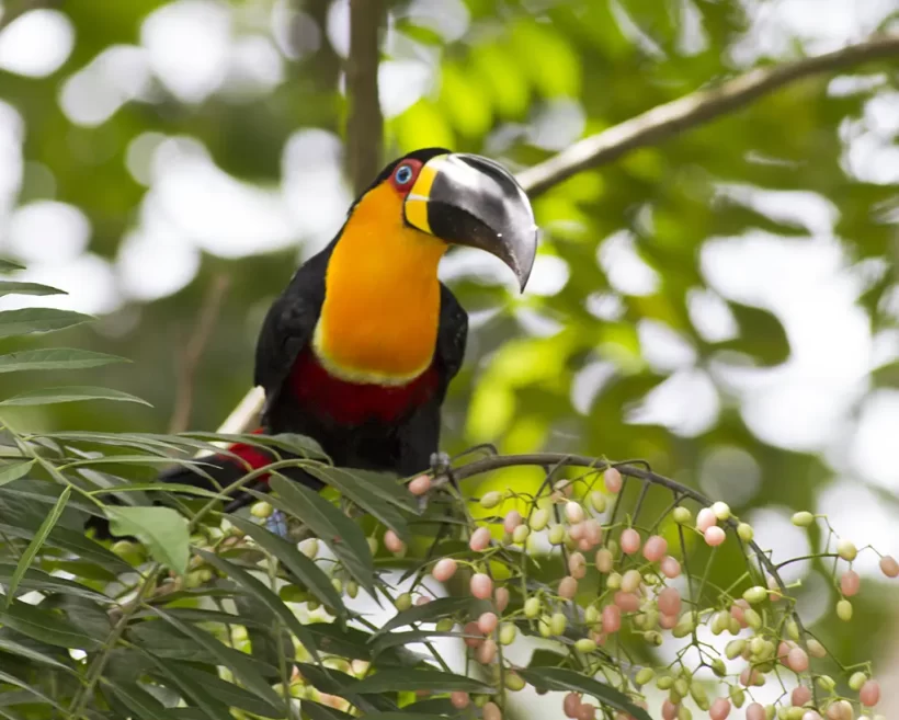 Tucano-de-bico-preto