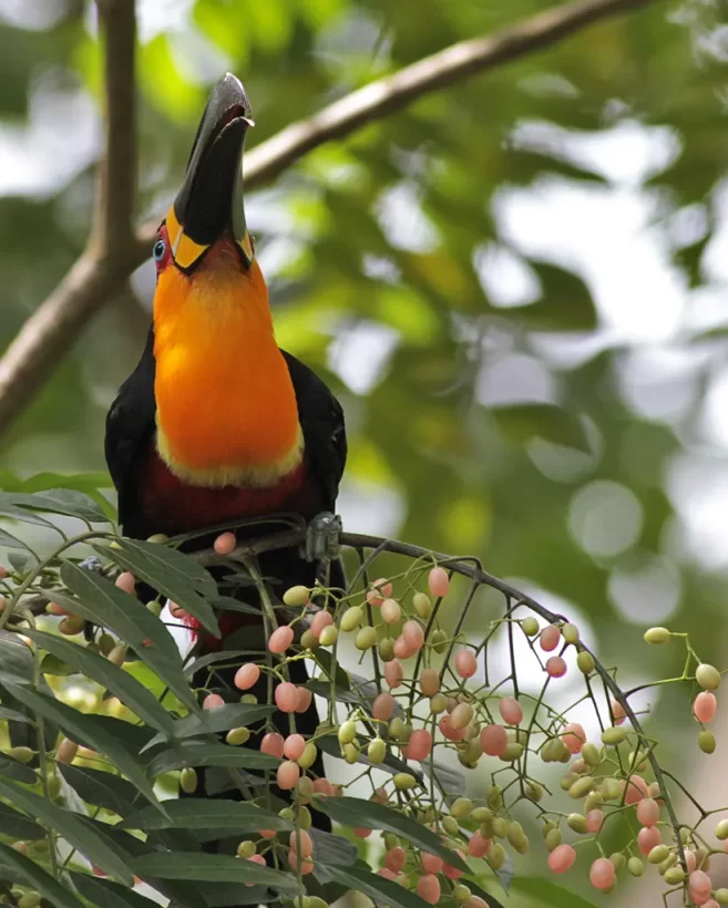 Tucano-de-bico-preto