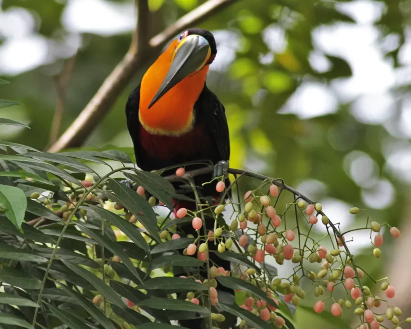 Tucano-de-bico-preto