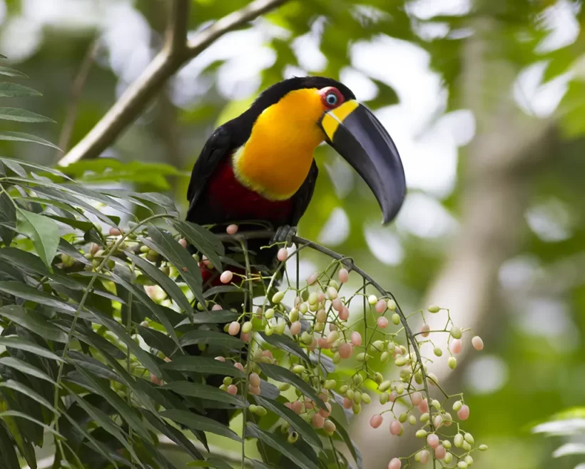Tucano-de-bico-preto