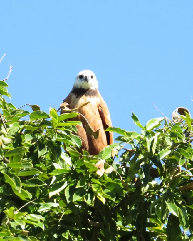 Gavião-belo