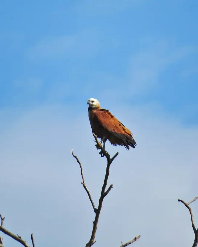 Gavião-belo