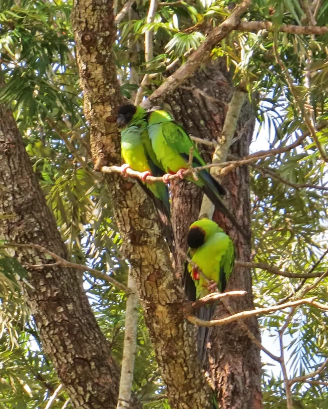 Periquito-de-cabeça-preta
